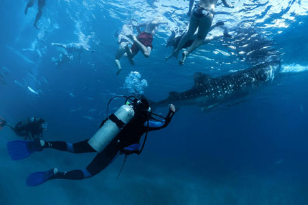 Family Volunteering - Marine Conservation