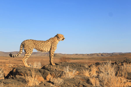 Carnivore Conservation Programme