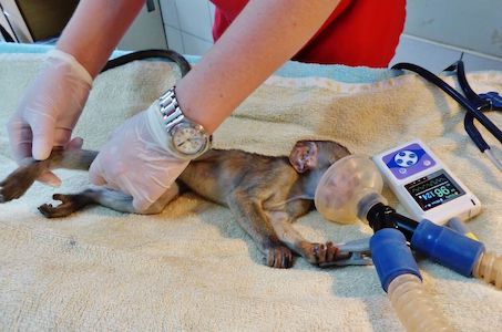 Veterinary Internship