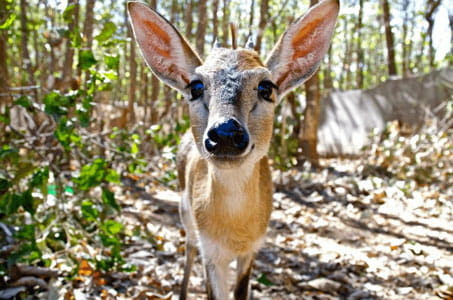 Wildlife Sanctuary Programme Malawi