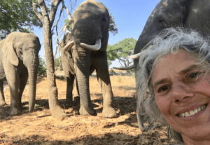 Mature volunteer standing in front of elephants