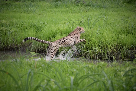 Malawi Wildlife Research Program