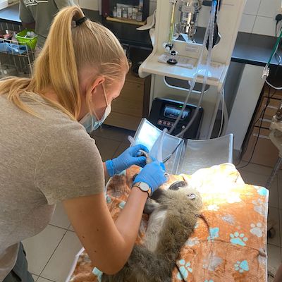 Veterinary Intern Mia in Malawi