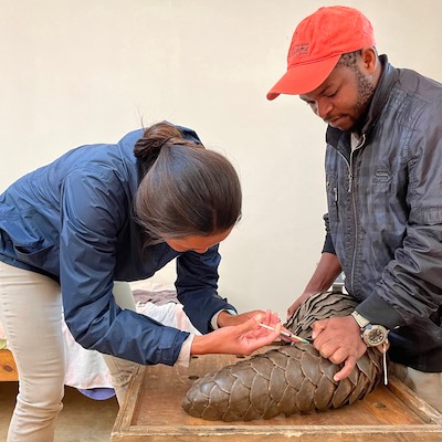 Vet intern treating pangolin