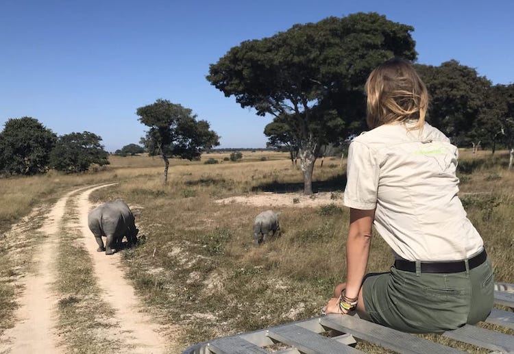 Volunteer in Africa watching rhino