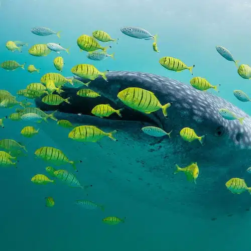 Link to our marine conservation programs